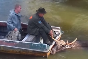 З'явилося відео, як поліція врятувала лося з радіоактивного озера біля ЧАЕС
