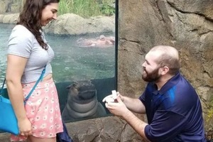 Любопытный бегемот подсматривал за предложением руки и сердца