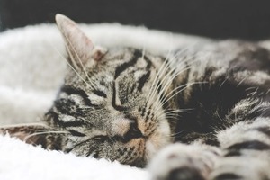 Сон в ночь с 23 на 24 декабря 2022 года: толкование по лунному календарю