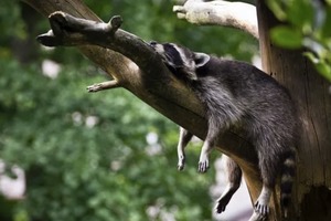 Сон в ночь с 4 на 5 августа: толкование по лунному календарю