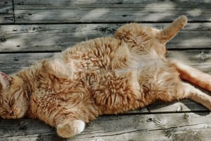 Сон в ночь с 5 на 6 ноября 2022 года: толкование по лунному календарю