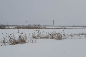 На Прикарпатье замерзает стая аистов. Нужна помощь людей