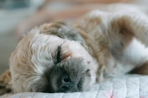 Сон в ночь с 1 на 2 марта 2023 года: толкование по лунному календарю