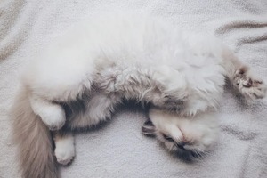 Сон у ніч з 5 на 6 січня 2023 року: тлумачення за місячним календарем