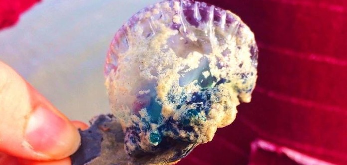 Пляжи Пхукета атаковали ядовитые медузы