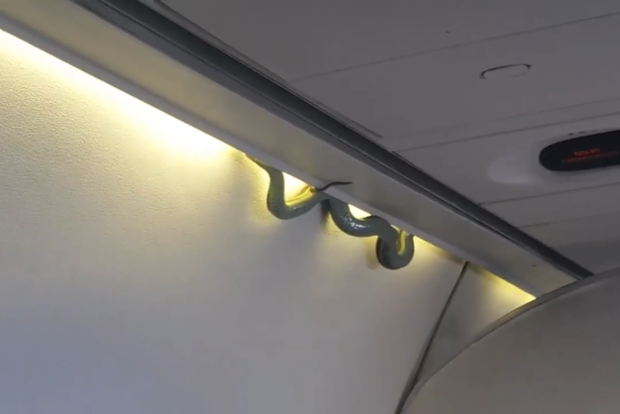В Мексике в самолет пробралась змея и повисла на багажном отсеке