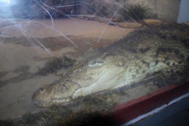 В Хмельницком живого крокодила поместили в витрину магазина