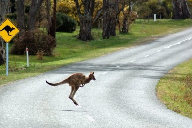 В Австралии прыжки кенгуру запутывают компьютеры беспилотных автомобилей