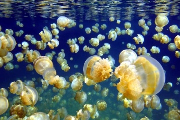 Медузный апокалипсис: на одесский пляж выбросило миллионы медуз