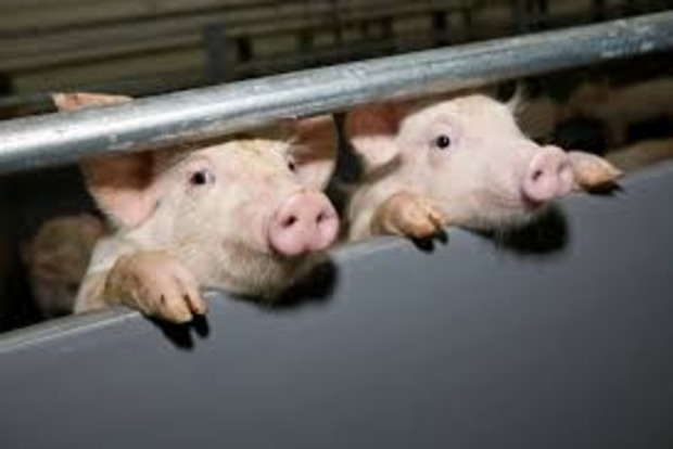 У Запоріжжі зафіксовано африканську чуму свиней