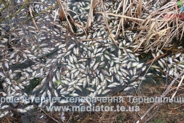 На Тернопольщине массово гибнет рыба
