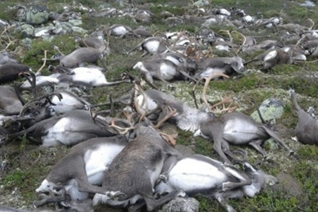 В Норвегии от удара молнии погибли 323 оленя (видео)