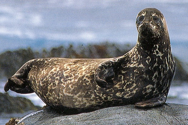 На Командорских островах замечено сокращение популяции редкого тюленя
