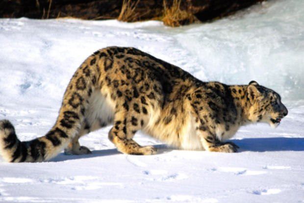 В Николаевском зоопарке неизвестные отравили снежного барса и пуму