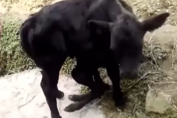 Шестиногий теленок появился на свет в Китае