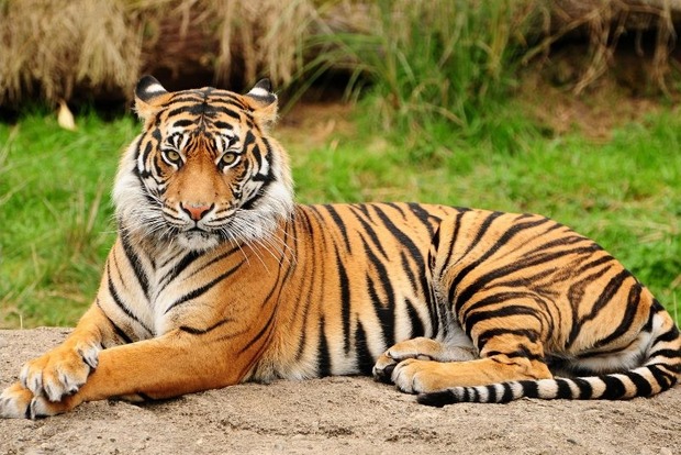 У Таїланді на території «Тигрячого монастиря» знайдено ще 30 тіл тигренят