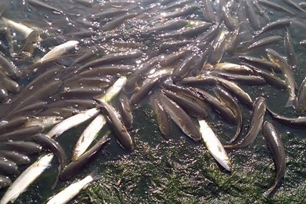 В Хаджибейском лимане передохла рыба. Жители говорят о химическом привкусе