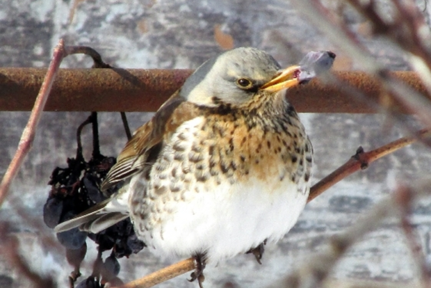 На Одещині замерзають перелітні птахи