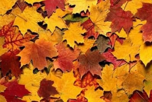 Чому одні листя восени жовтіють, а інші - червоніють?