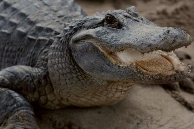 Аллигатор напал на сотрудницу центра рептилий и птиц в США на глазах у детей