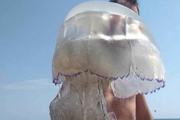В Азовському морі зловили величезну отруйну медузу