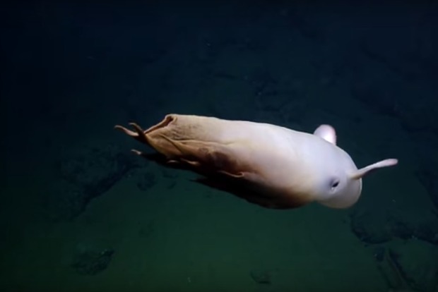 Гість з глибин: дослідники зняли на відео восьминога-привида