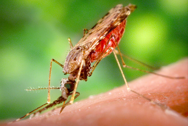 Ученые создали мобильное приложение, распознающее малярийных комаров