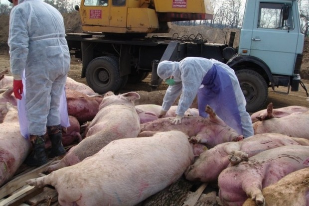 Африканская чума свиней добралась до Одесской области