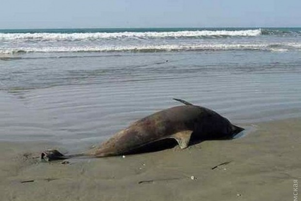 Ученые бьют тревогу: В Черном море массово гибнут дельфины
