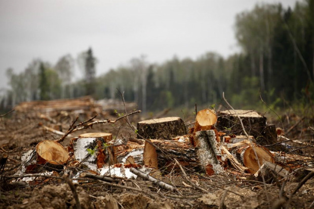 Ученые предупредили о том, когда Украина лишится леса