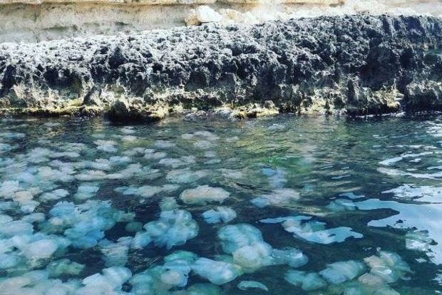 В Крыму отдыхающих отпугнули полчища медуз‍