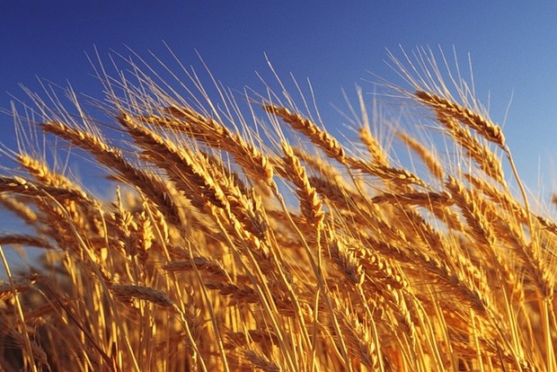﻿З «ЛНР» до Росії активно вивозиться пшениця та ячмінь