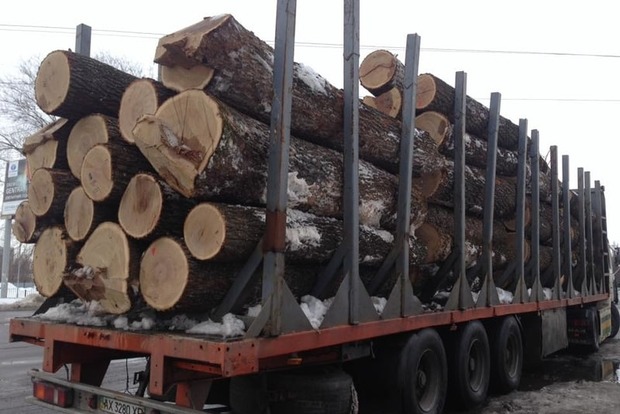Эксперты: Существенная часть лесозаготовки и деревообработки Украины находится в тени