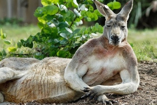 В Австралии полицейский растащил дерущихся кенгуру и собаку