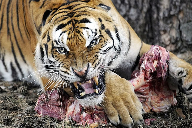 Тигр разорвал смотрительницу британского зоопарка