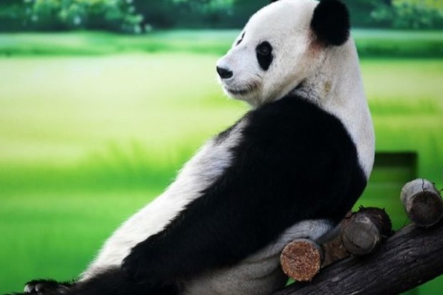 Упрямая панда, которая решила стать альпинисткой. Смешное видео