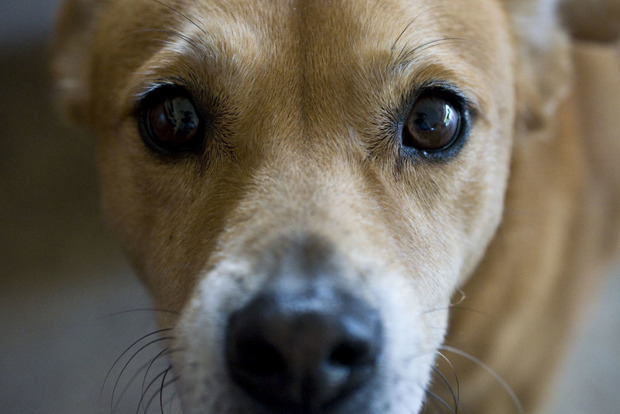 В Николаеве массово потравили собак: животные умерли в агонии