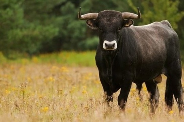 Корида на Тернопільщині: бик убив господаря