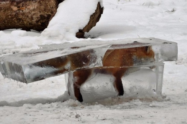 На Дунае нашли лису, которая замерзла в глыбе льда