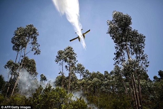 В Португалии при тушении лесного пожара разбился самолет