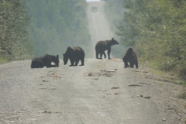 В РФ медведи съели тонну рыбы, которую рассыпал пьяный водитель грузовика
