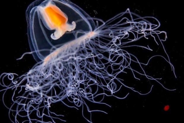 На дні океану вчені виявили безсмертну істоту