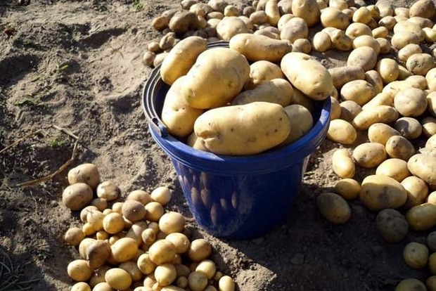 Под Киевом мужчина убил жену из-за отказа копать картошку