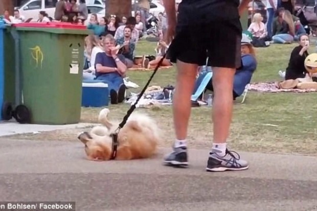 Австралийский пес прикинулся мертвым, чтобы не идти домой