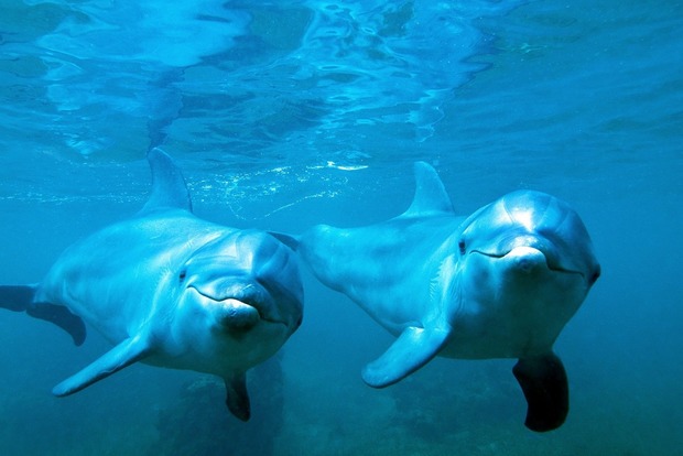 В Черном море наблюдается массовая гибель дельфинов