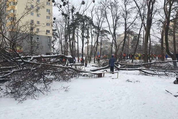 Строительный скандал в Киеве: титушки вырубили деревья и пытаются поставить забор