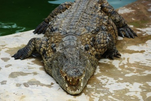 Крокодил загрыз туриста в Зимбабве