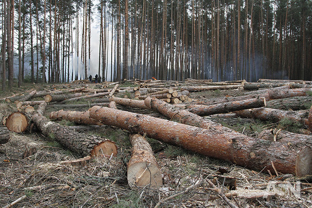 В Сухолучье Януковича охотятся уже новые царьки и нещадно рубится лес