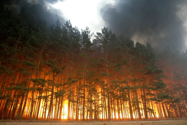 В Херсонском ОГА сообщили об умышленных поджогах в лесах области