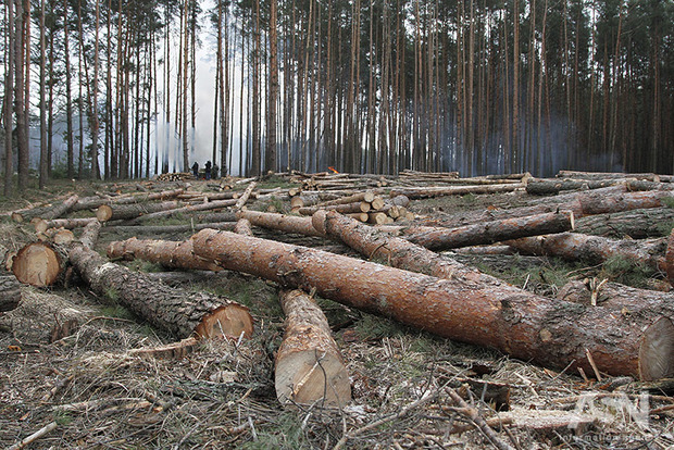 Під виглядом боротьби з короїдом на Волині знищують заповідні ліси